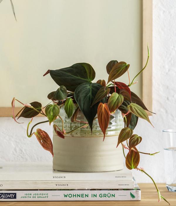 Baumfreund - Philodendron scandens 'Micans'