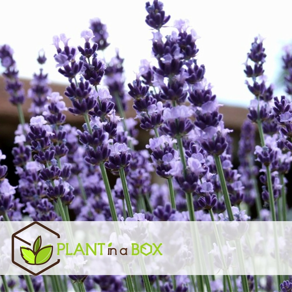 Lavandula angustifolia - x12 - plante de lavande - pot 10.5cm - hauteur 10-15cm