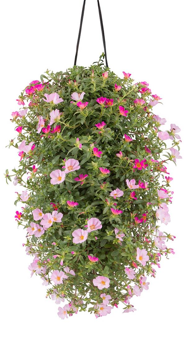 Wandhänger mit Portulakröschen, verschiedene
