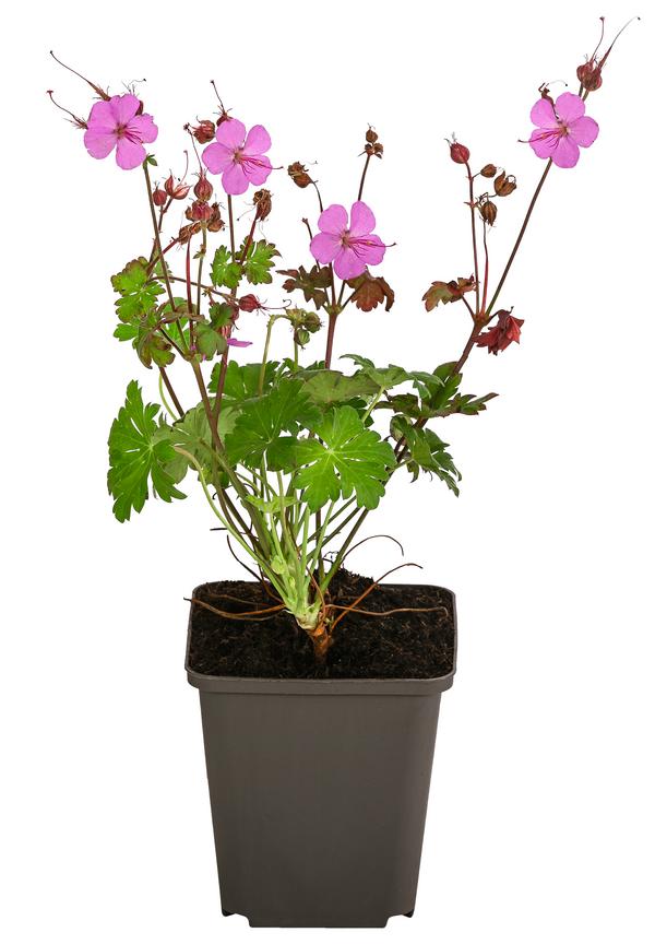 Bio Cambridge Storchschnabel 'Karmina'