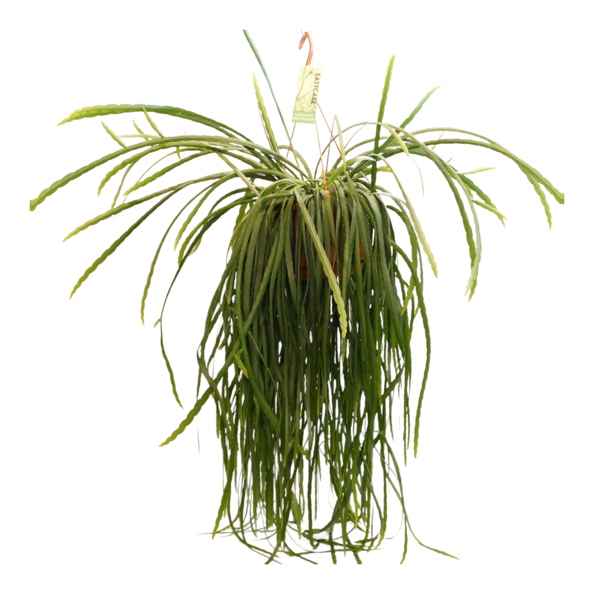 Plante d'intérieur - lepismium bolivianum 70.0cm