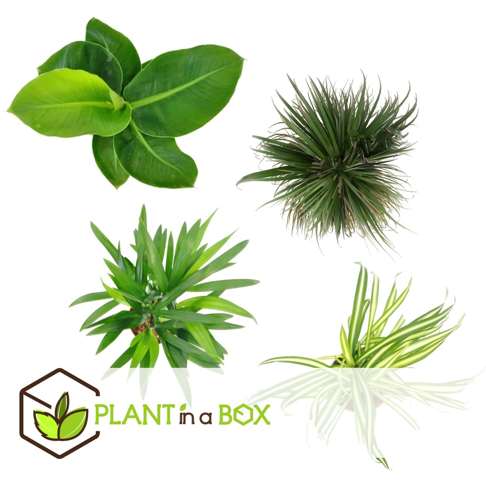 Plantes d'intérieur amies des animaux - mix de 4 - pot 12cm - hauteur 20-40cm