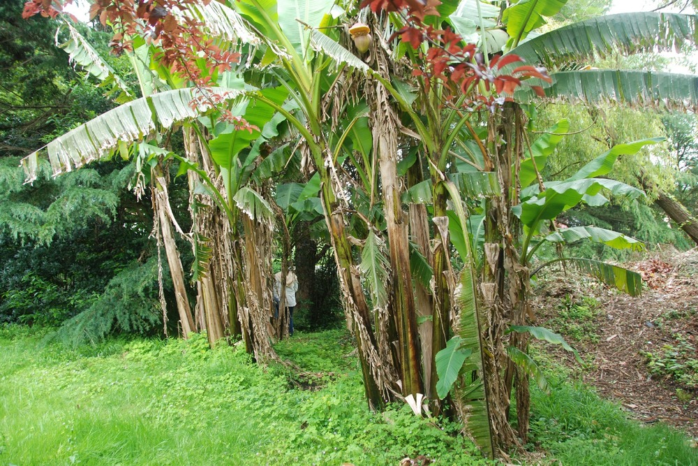 Kit cadeau - banane plantain - 10 graines - musa x paradisiaca