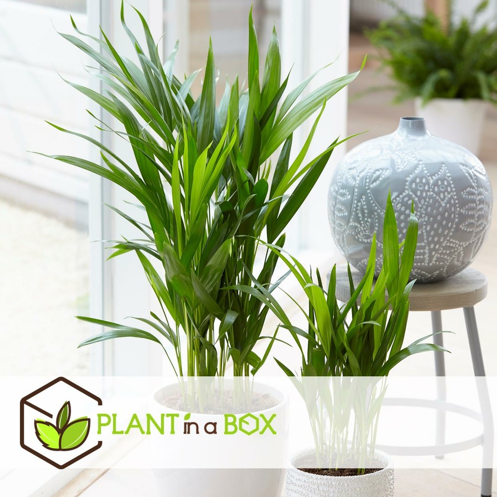 Plantes d'intérieur purificatrices d'air - mix de 5 - pot 12cm - hauteur 25-40cm