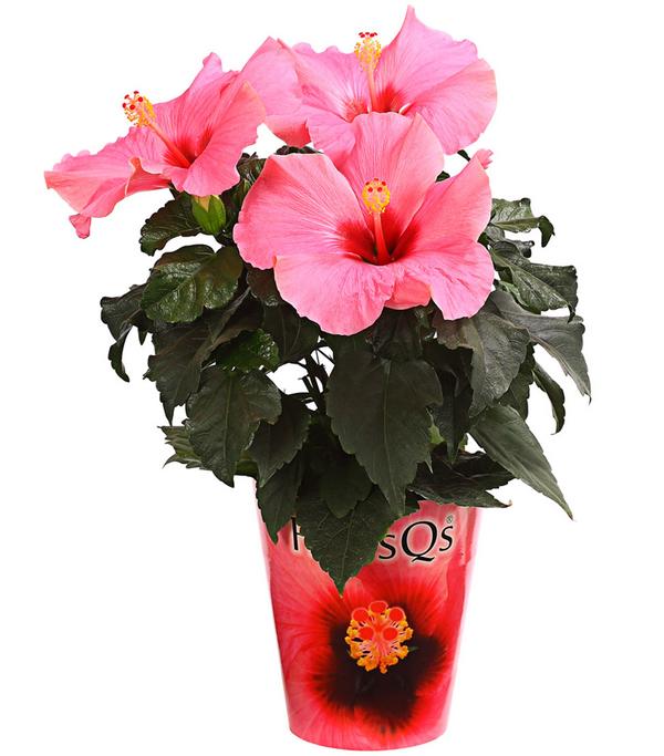 Zimmerhibiskus - Hibiscus rosa-sinensis