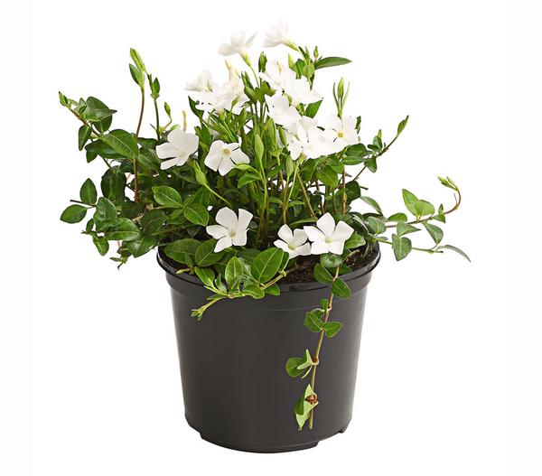 Weißes Immergrün 'Gertrude Jekyll'