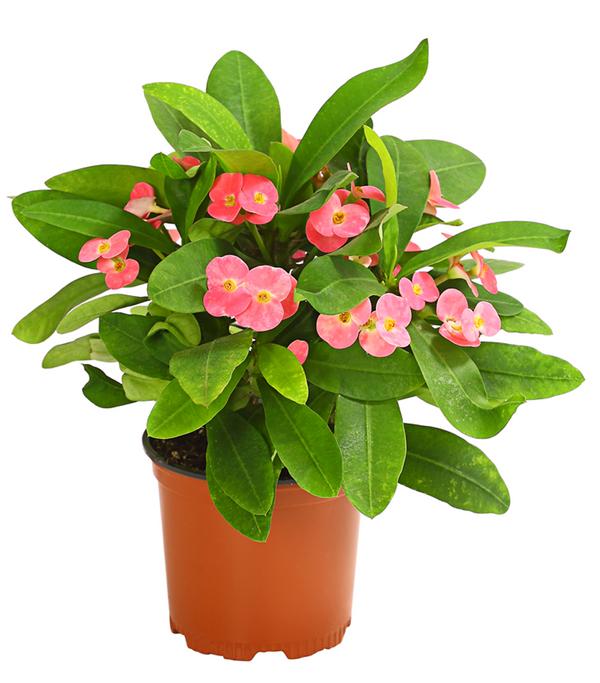 Christusdorn - Euphorbia milii