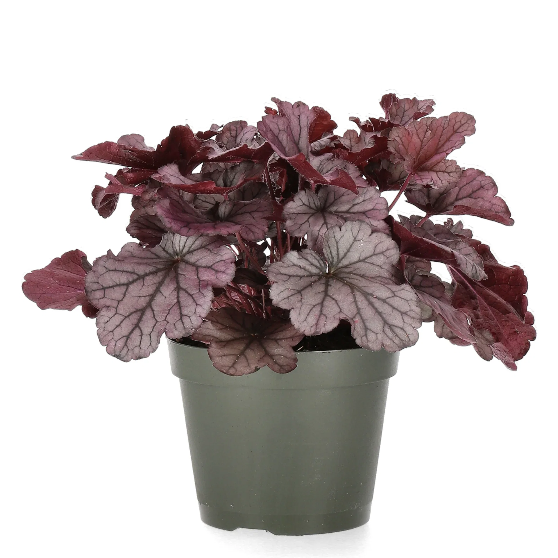 Heuchera Grey Alunrot Ø15 cm