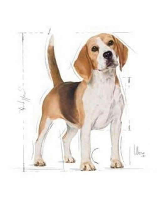 Royal Canin Beagle Adult - Hondenvoer