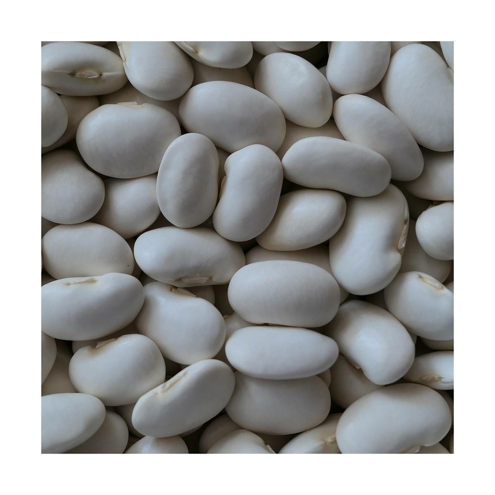 Graines de haricot nain lingot à écosser/phaseolus vulgaris lingot à écosser[-]sachet de 15 gr.