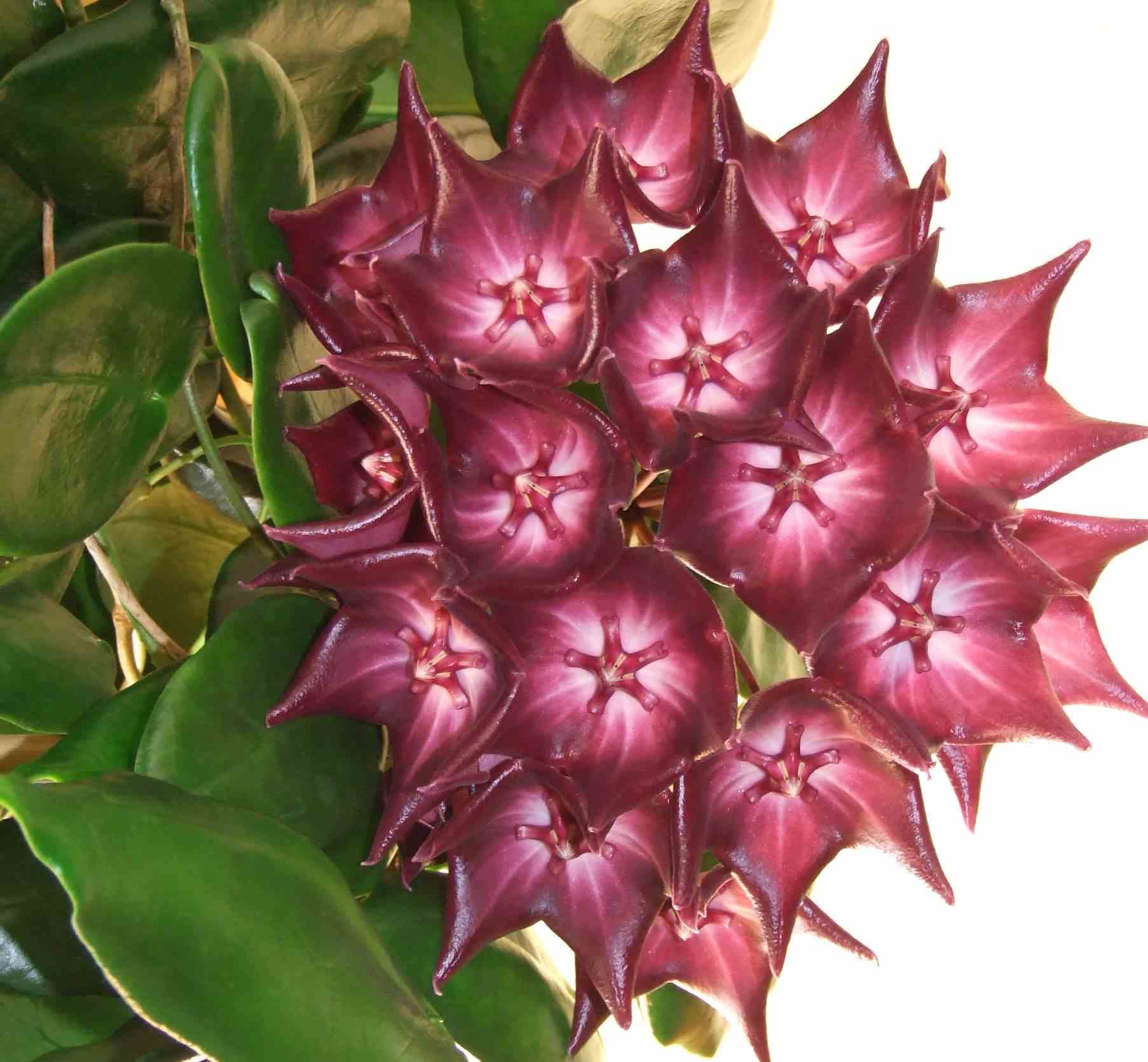 Hoya macgillivrayi (fleur de porcelaine, fleur de cire) rose - taille pot de 2 litres - 20/40 cm