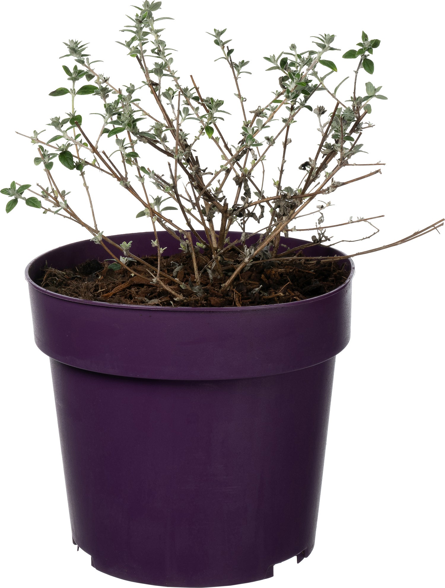 Vlinderstruik (Buddleja alternifolia 'Unique') D 17 H 20 cm