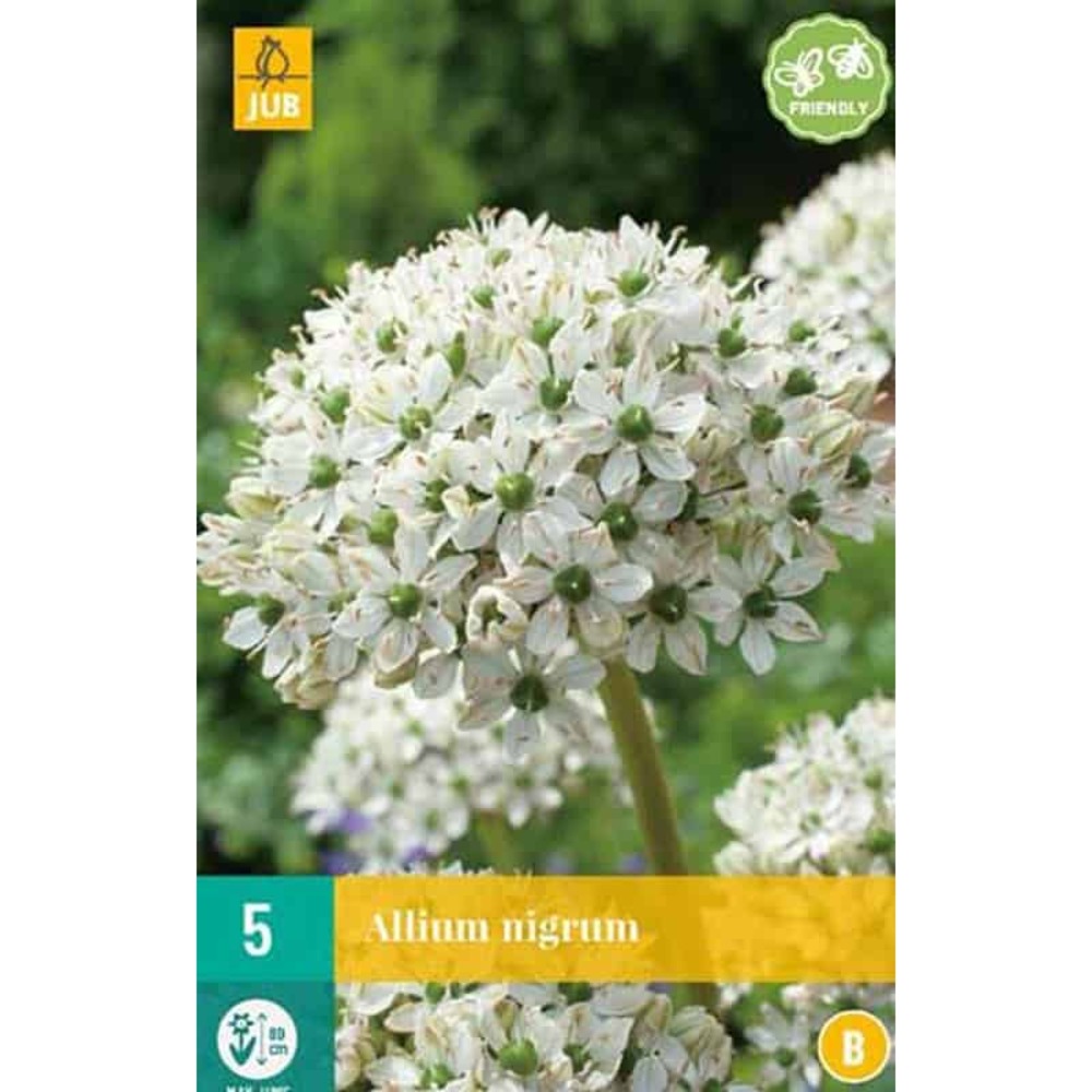 5 allium nigrum