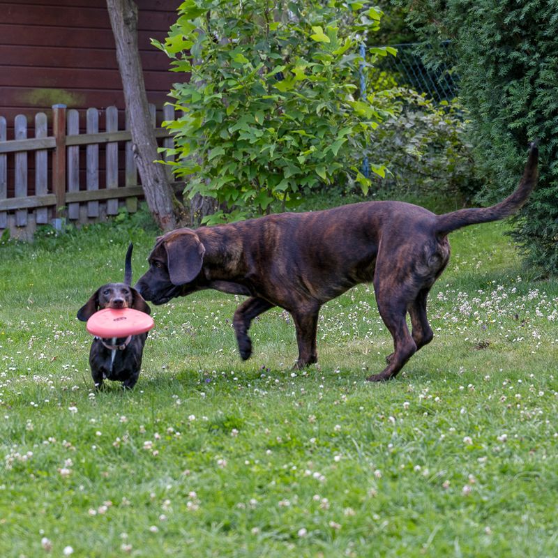 TIAKI Frisbee