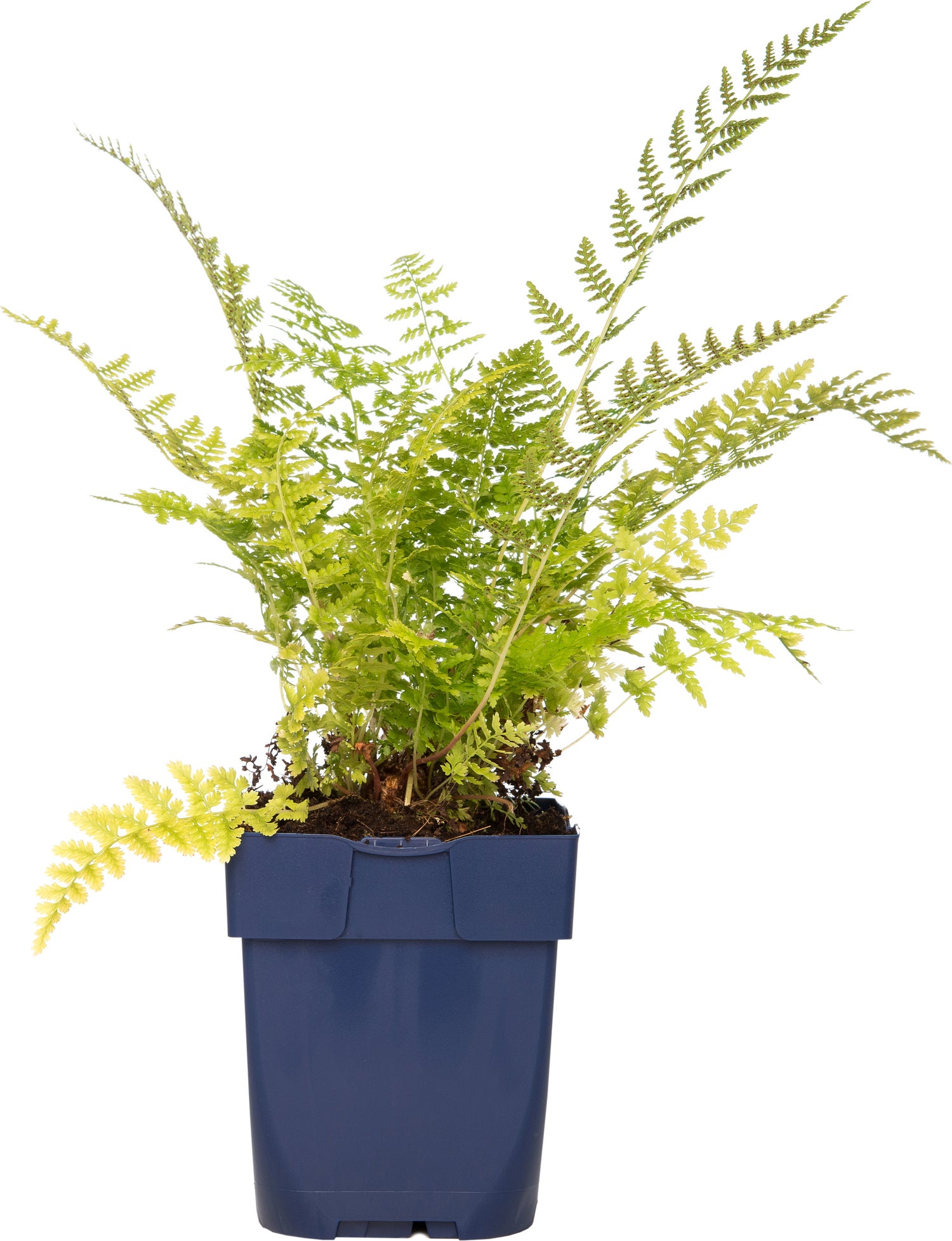 Vrouwtjesvaren (Athyrium felix-femina) D 11 H 10 cm