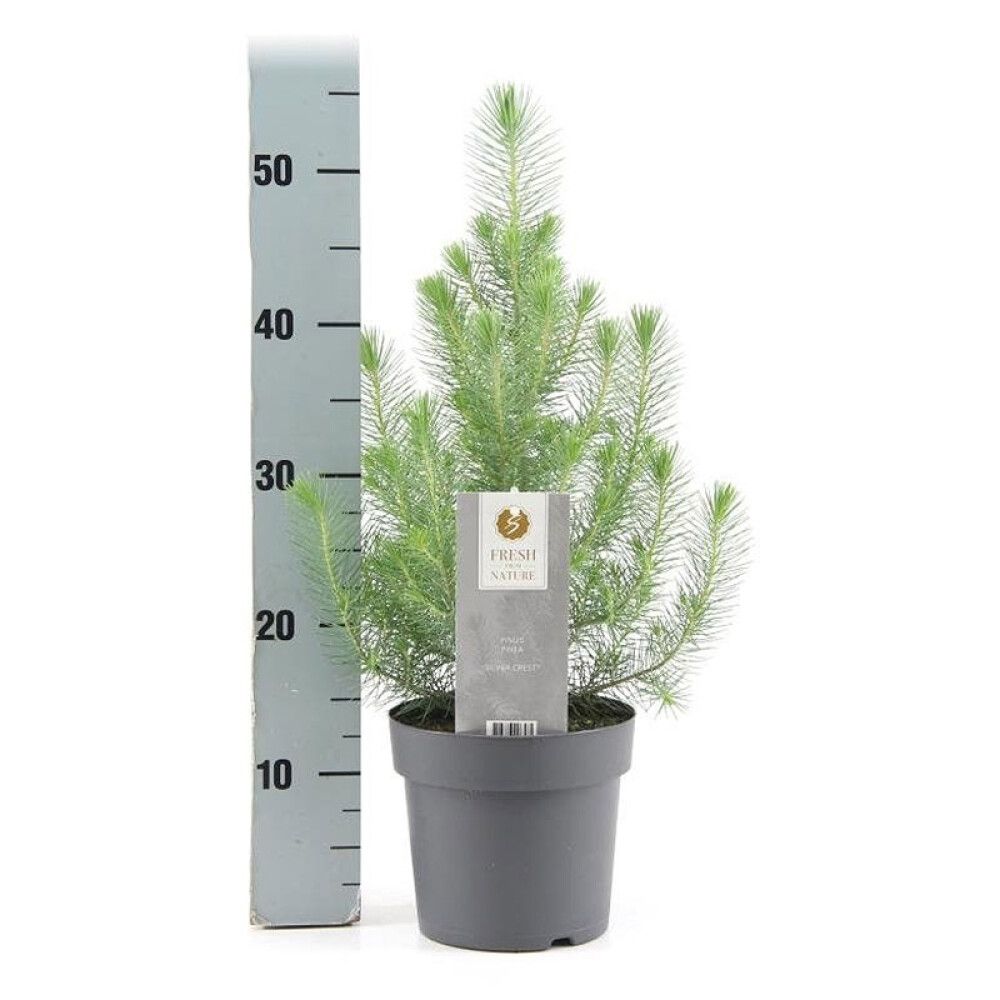 PINJEGRAN 'SØLVKAMPE' I POTTE 17 CM