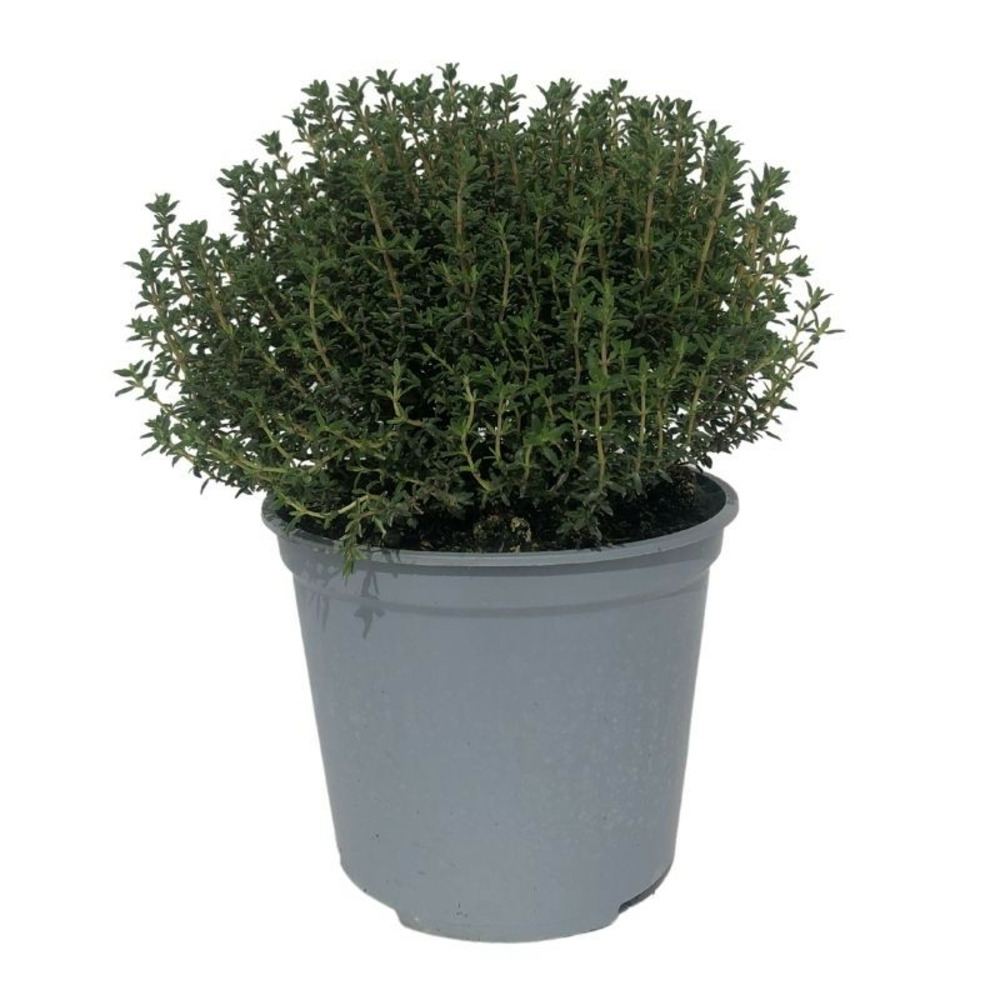 Plant thym commun pépinière pot 1,5l