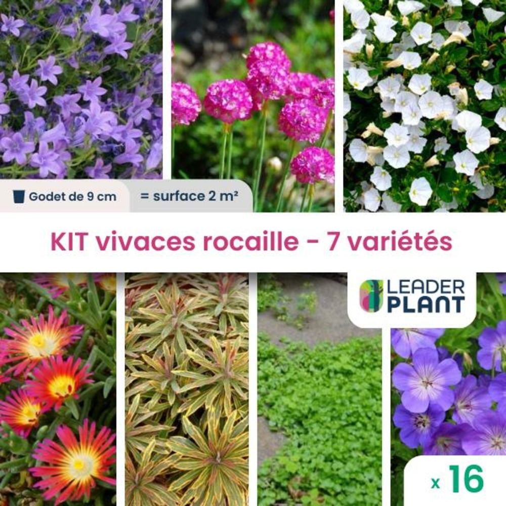 Kit vivaces rocaille - 7 variétés - lot de 16 plants en godet