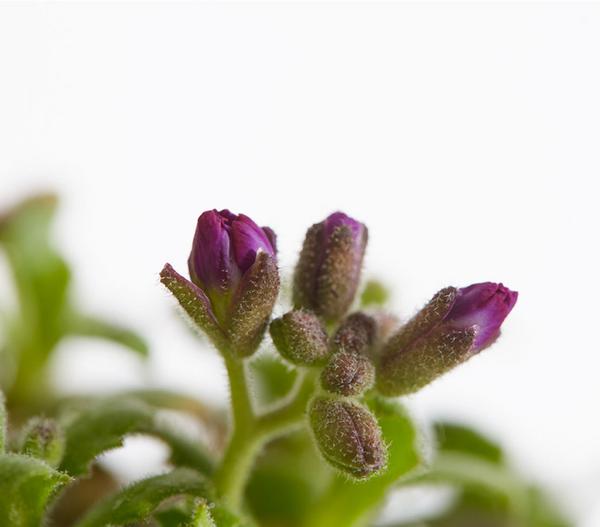 Bio Blaukissen, rot