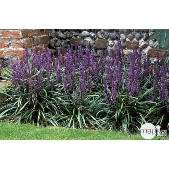 Liriope muscari : godet
