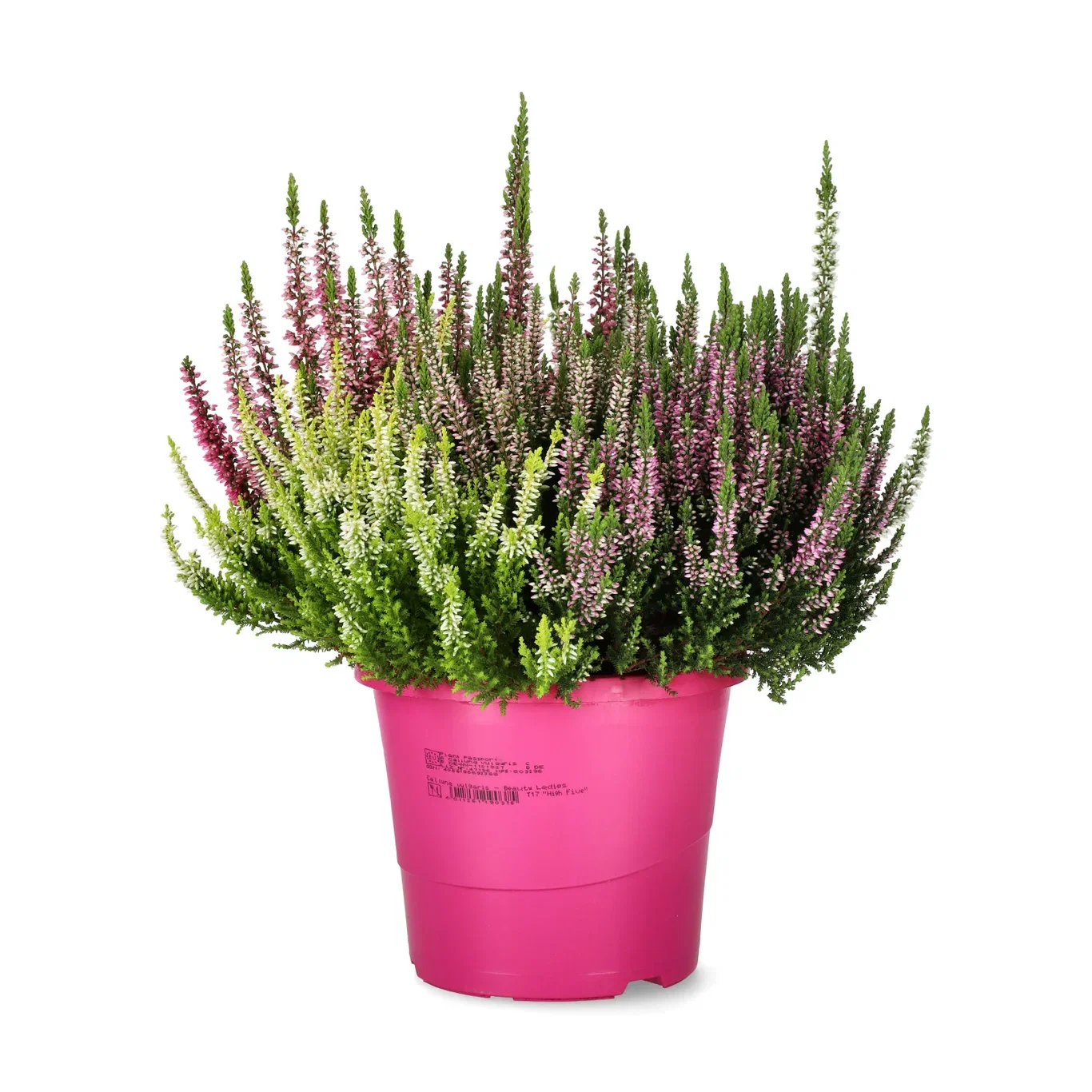 Calluna vulgaris (Beauty Ladies Series) 'High Five' Røsslyng BEAUTY LADIES 'High Five Ø17 cm