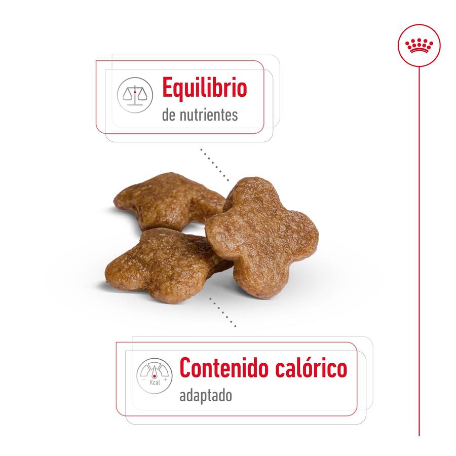 Ração Royal Canin Mini 8+ para cães adultos