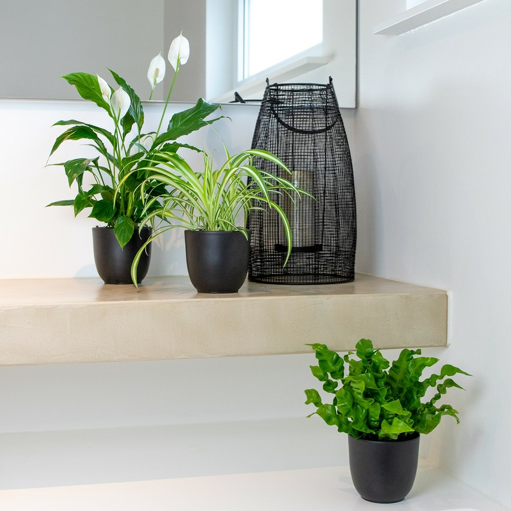 3x mélange plantes salle de bain – spatiphyllum-asplenium-chlorophytum – ⌀12 cm - ↕ 25-45 cm