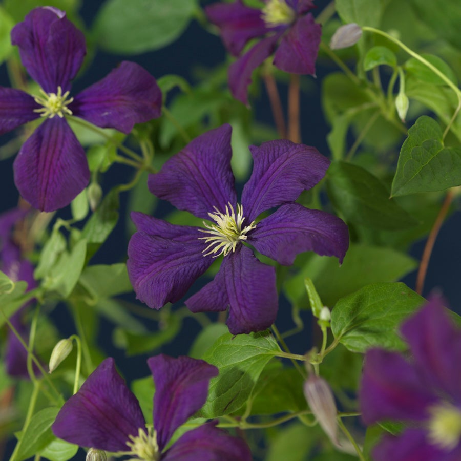 Bosrank (Clematis viticella 'Etoile Violette') D 16 H 75 cm