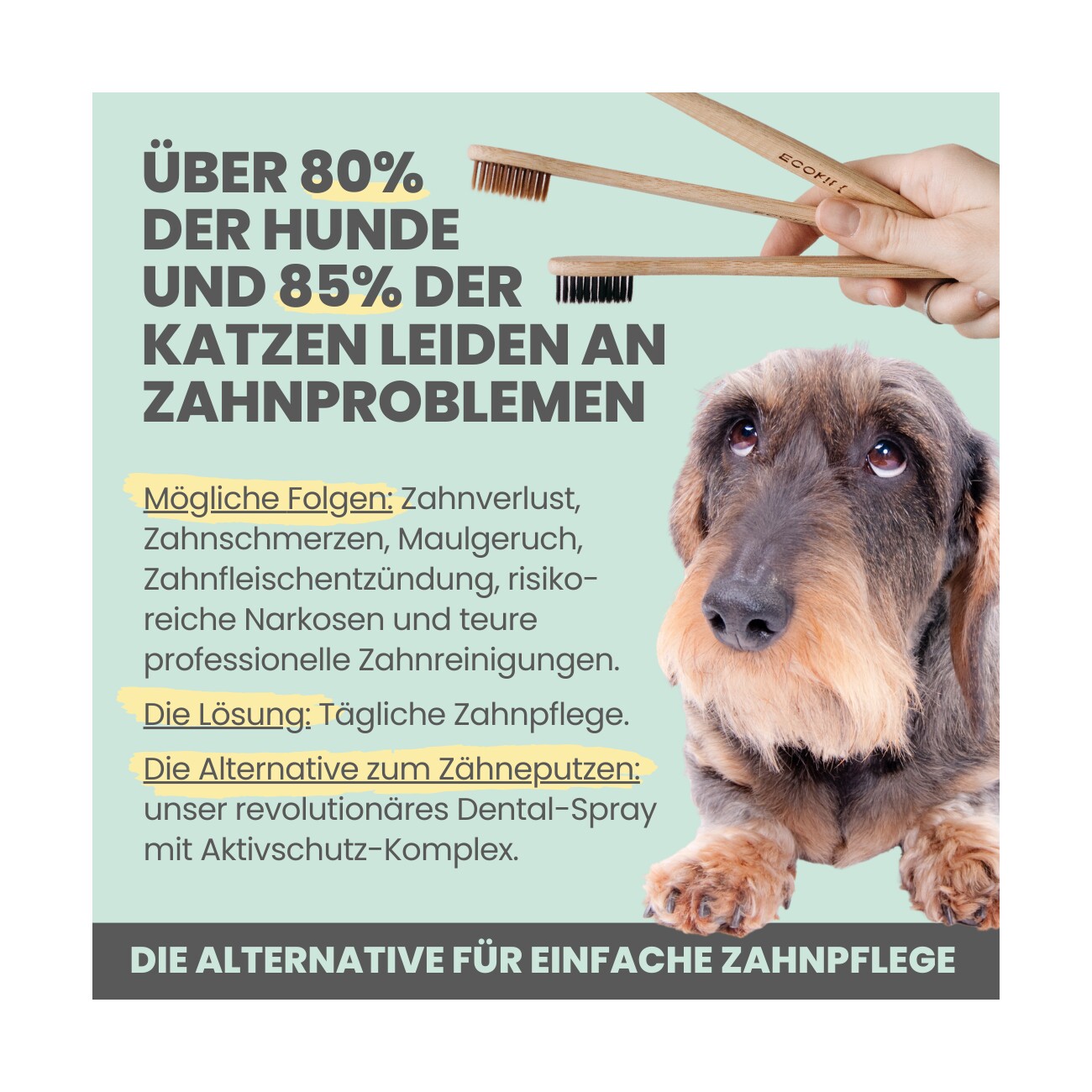 noms+ Dentalspray bei Zahnstein für Hunde und Katzen 100ml
