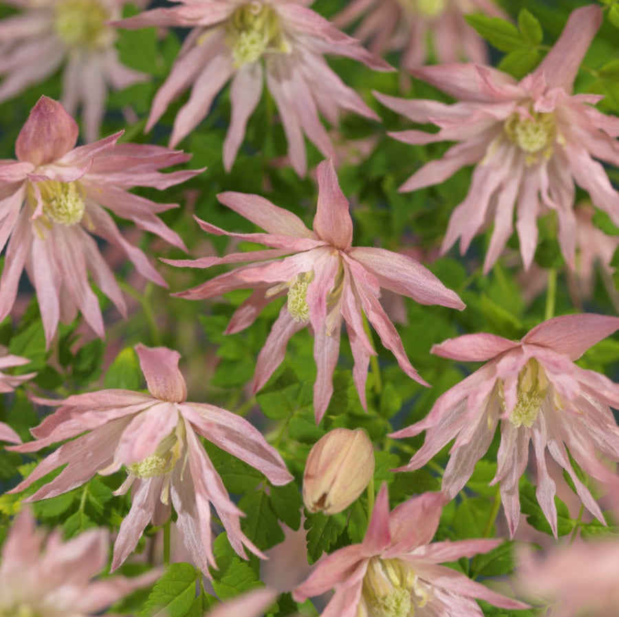 Bosrank (Clematis 'Country Rose' PBR) D 16 H 75 cm