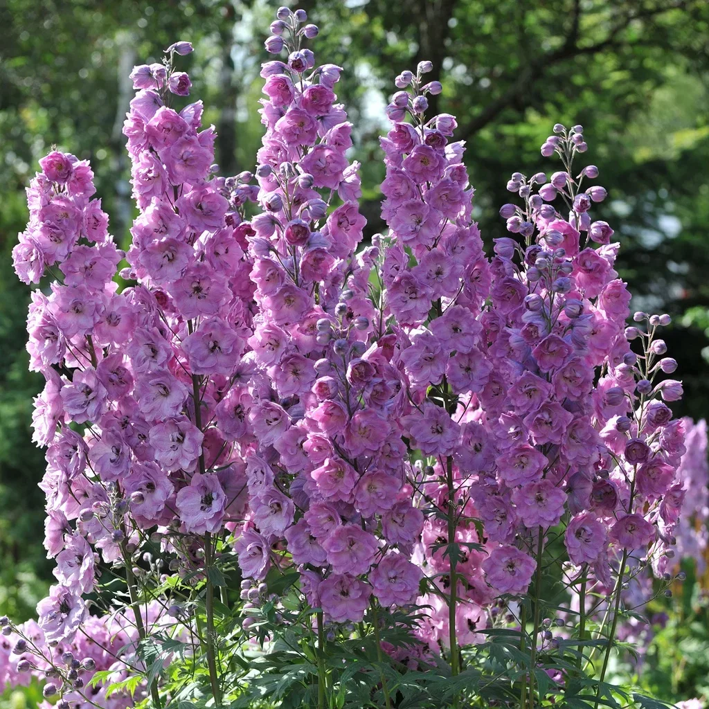 Delphinium (Elatum-Group) 'Astolat' Ridderspore 'Astolat' Ø11 cm