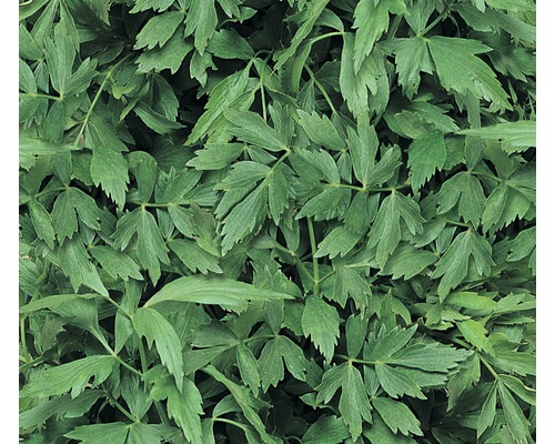Lavas FloraSelf evisitcum officinale Ø 12 cm pot