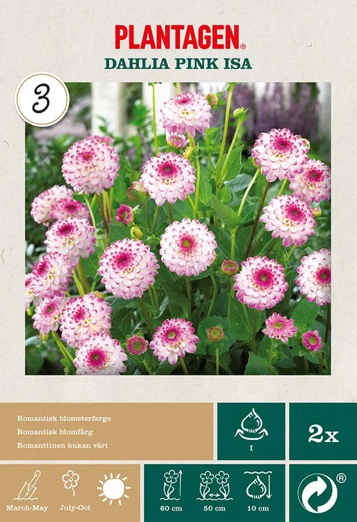 Dahlia x pinnata (Decorative Group) 'Pink Isa' Dekorativ georgine ‘Pink Isa’ 2 pk