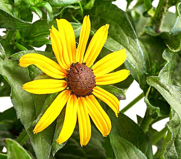 Sonnenhut 'Goldsturm'