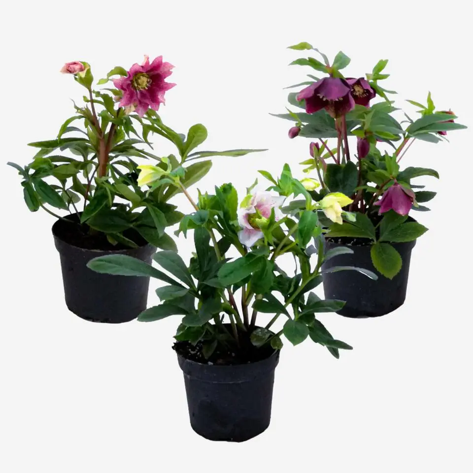 Kerstroos - Set van 3 - Helleborus orientalis - Hoogte 20-30cm - ⌀12cm