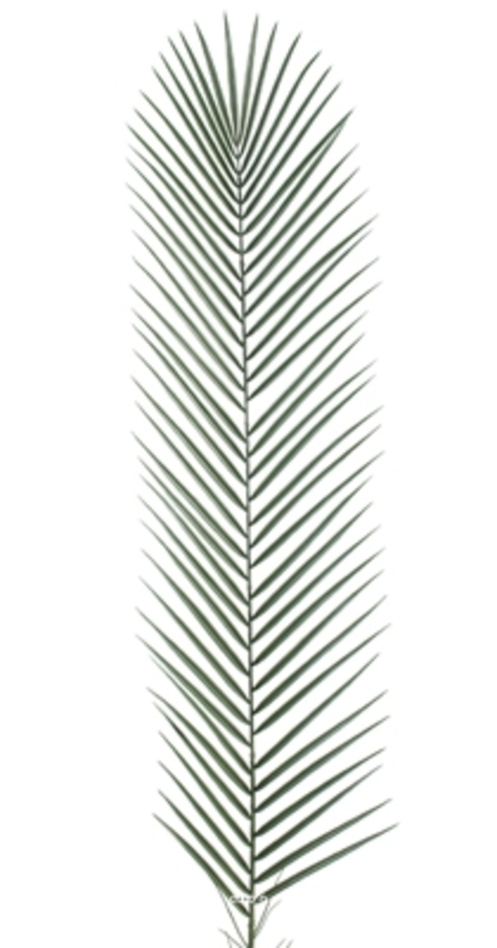 Feuille de palmier phoenix artificielle plastique pvc h 135 cm