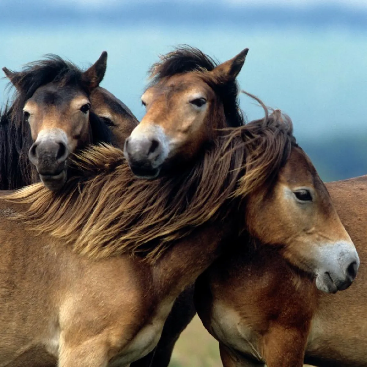Ravensburger Adorables Poneys 3x49 Pièces