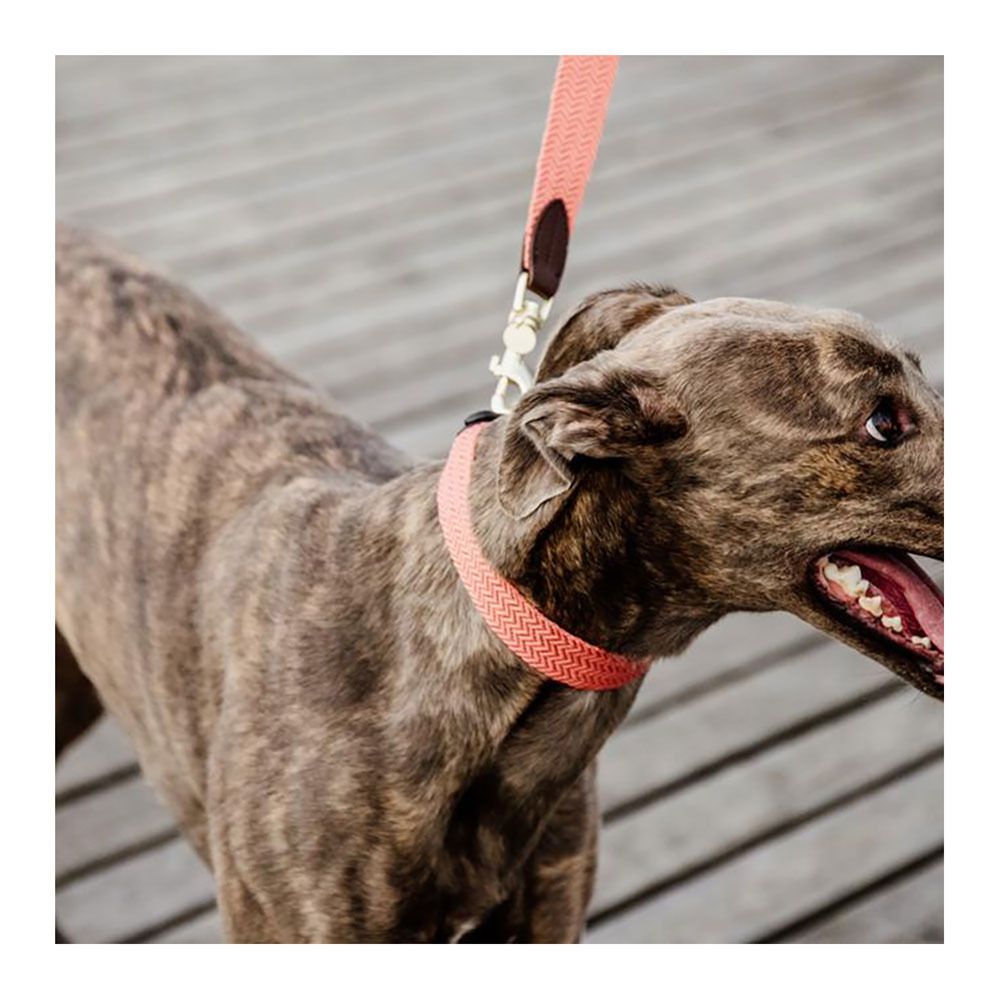 Kentucky JACQUARD - Laisse pour chien terre cuite