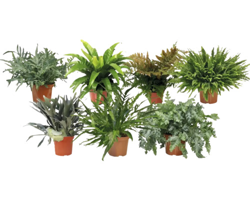 FloraSelf varenmix, pot Ø 26 cm, 35-jarig jubileumeditie, gesorteerd, willekeurige selectie van soorten