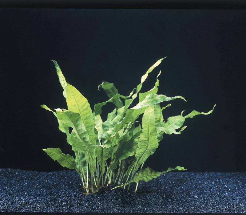 Waterplant Microsorium Pteropus (Javavaren)