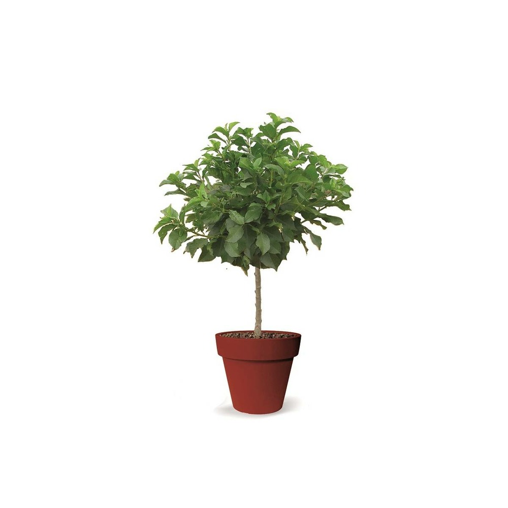 Cerisier nain chérie, cherry® - nain de jardin®/prunus avium chérie, cherry®[-]pot de 5l