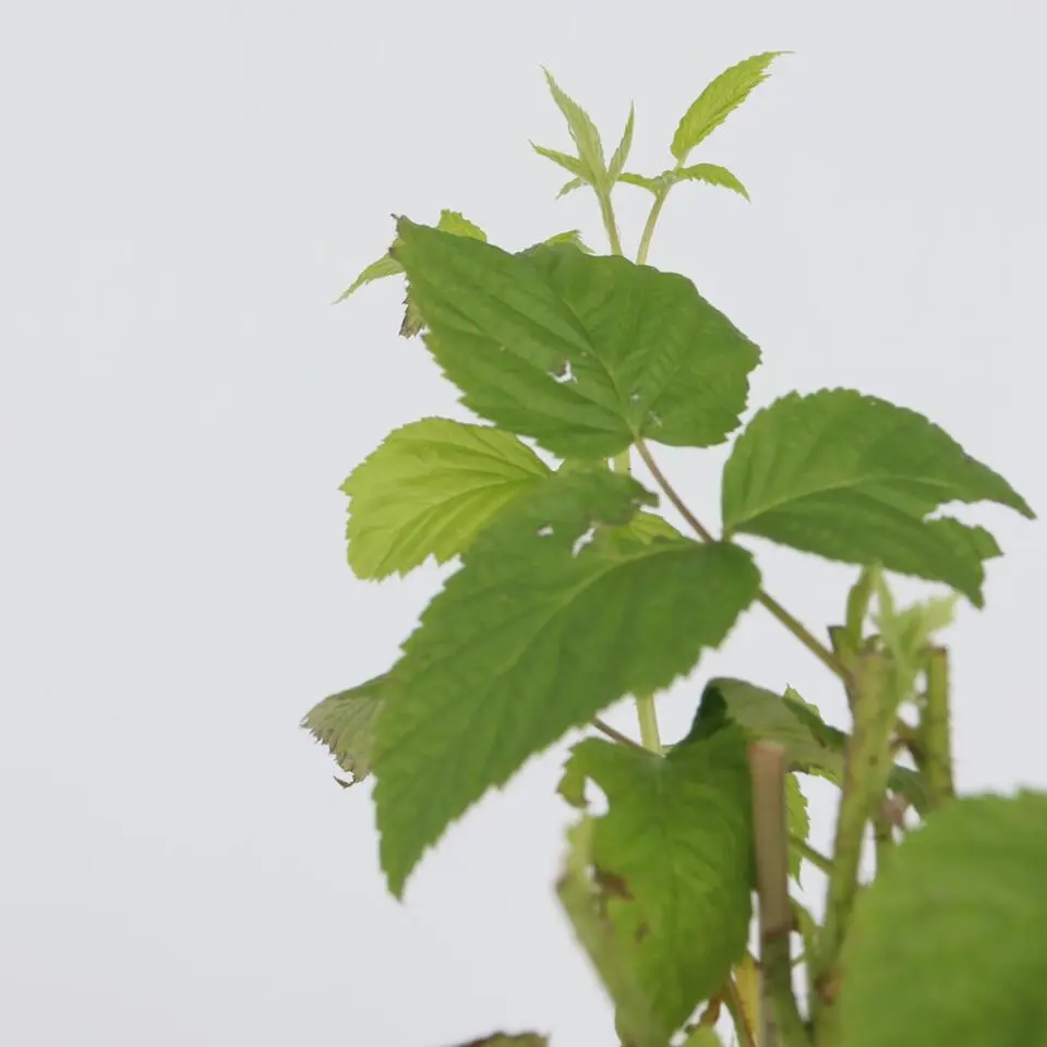 Frambozenplant - Set van 2 - Rubus 'Malling Promise' - Hoogte 50-60cm - ⌀15cm