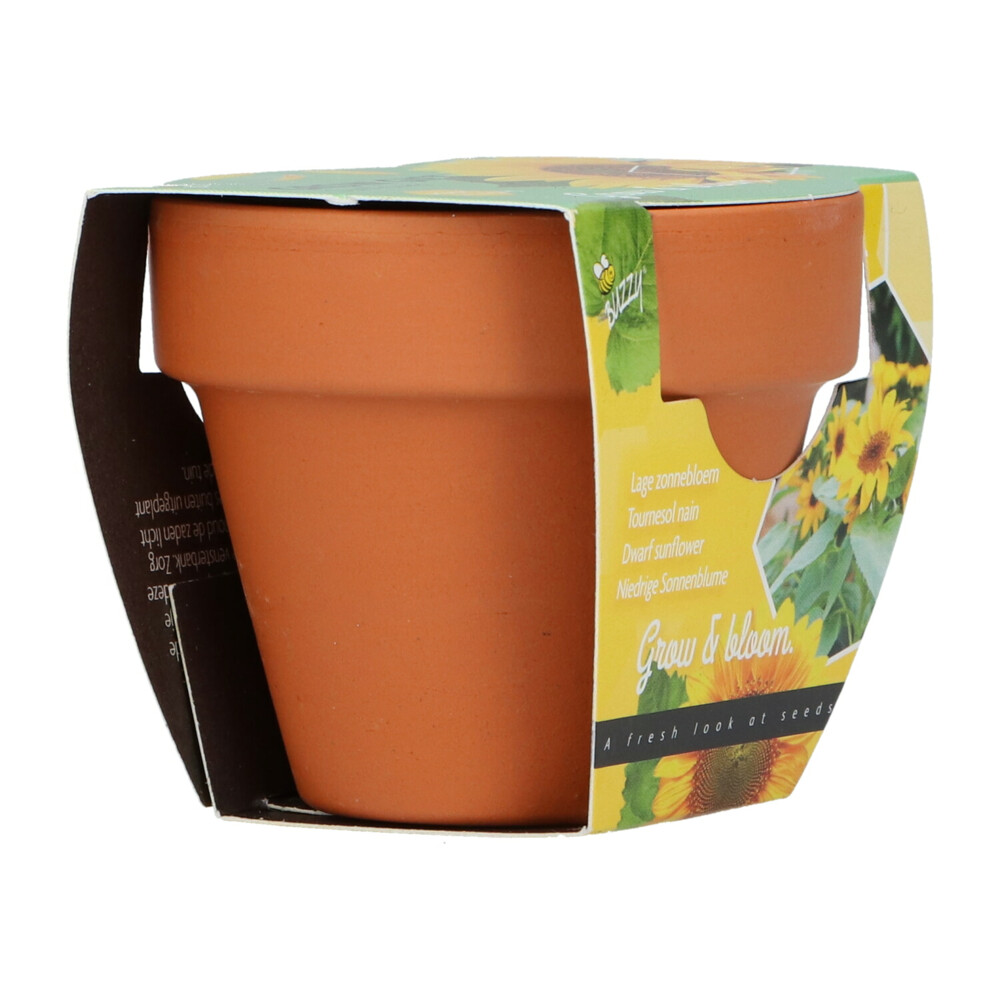 Buzzy Groeicadeautje Zonnebloem