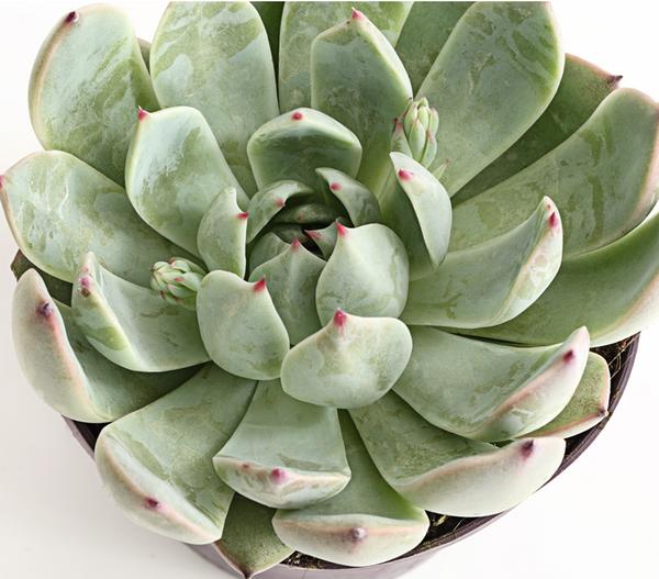 Echeverie - Echeveria Hybride, verschiedene