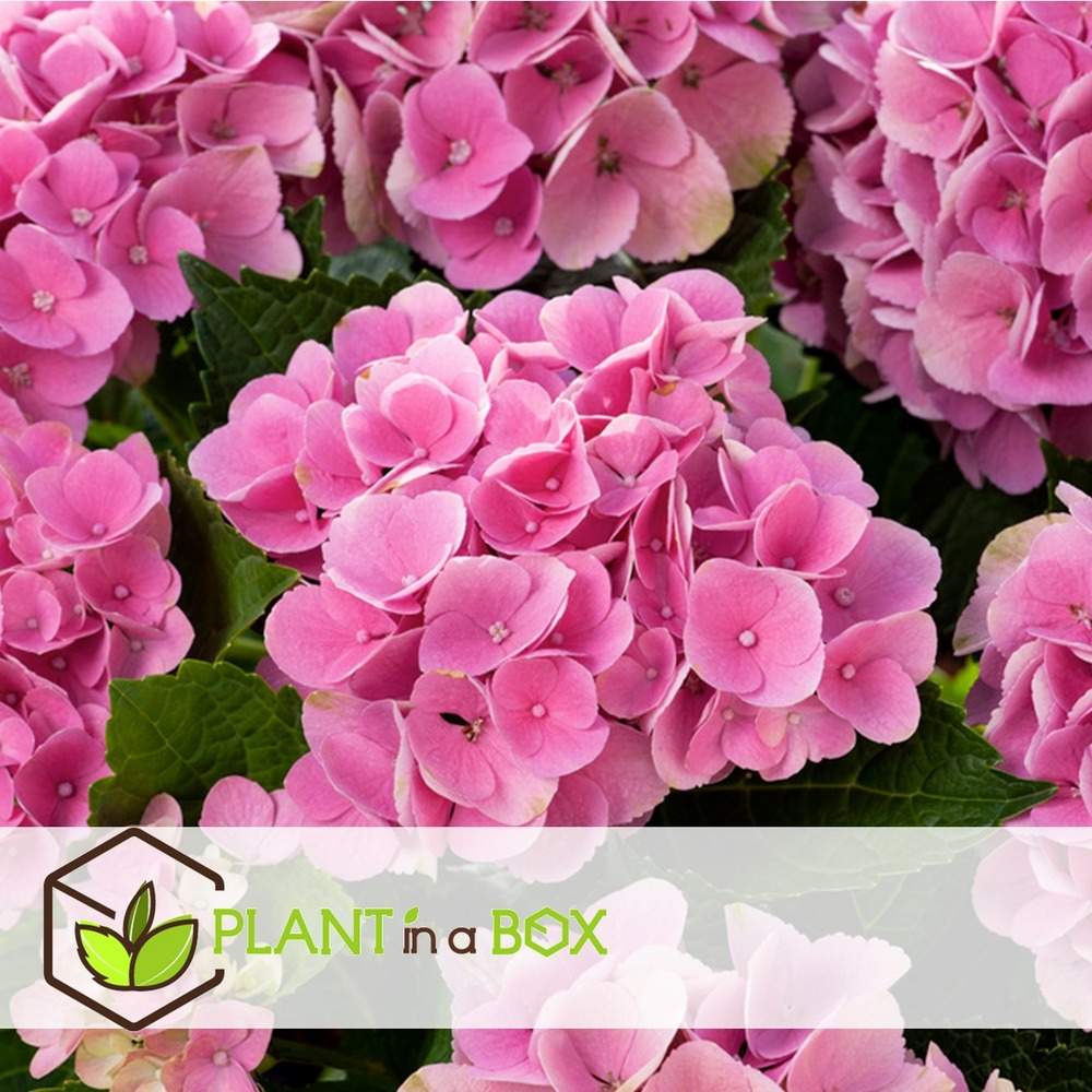 Hydrangea macrophylla - mélange de 6 - hortensia - pot 9cm - hauteur 25-40cm