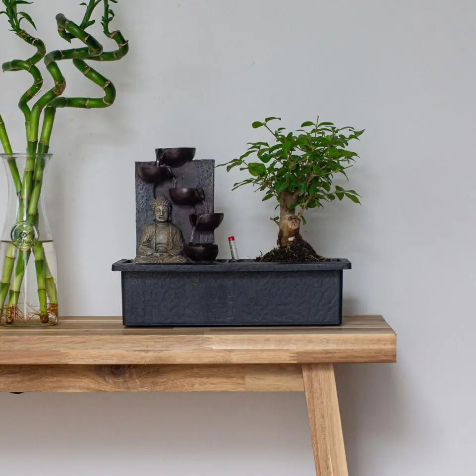 Bonsai met Buddha - Bonsai - Hoogte 25-35cm - ⌀29cm
