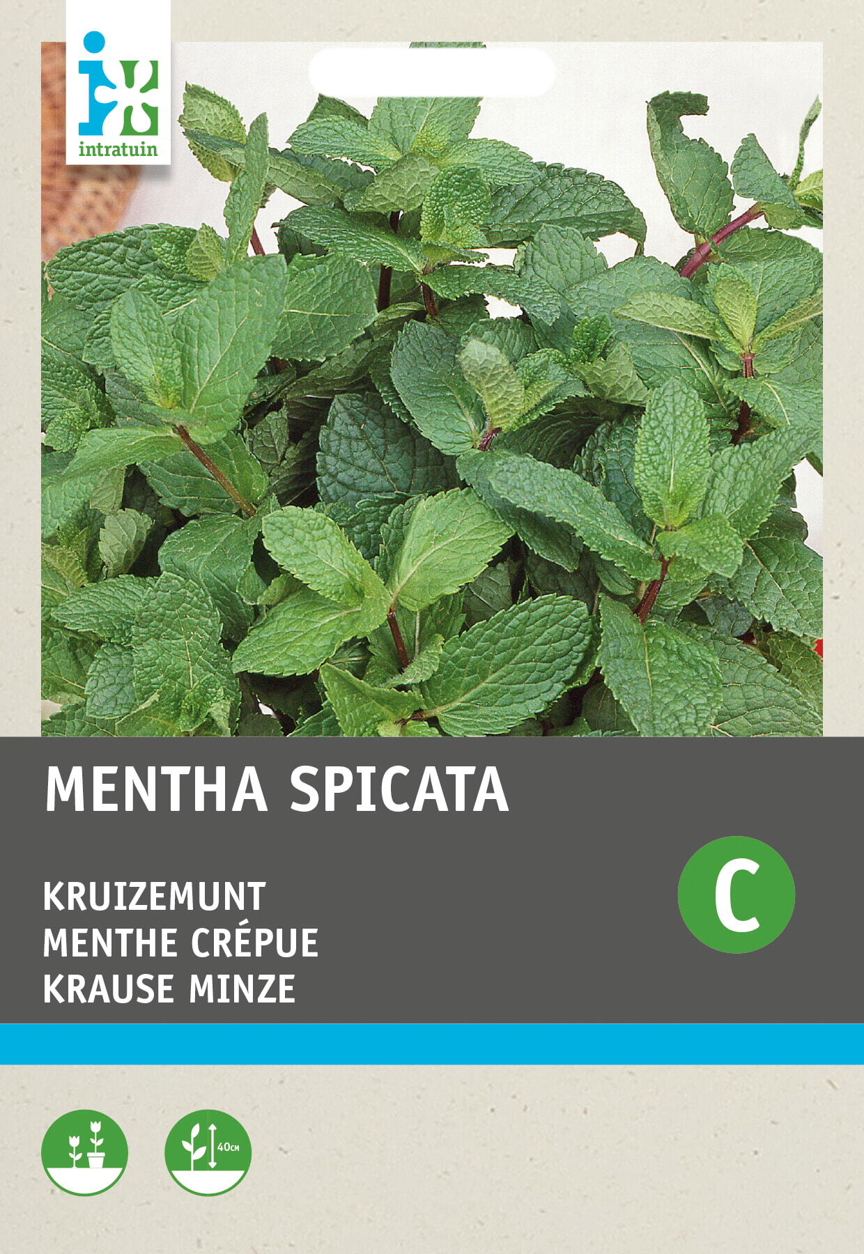 Intratuin kruidenzaad Kruizemunt (Mentha spicata)