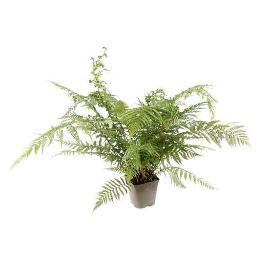 Dicksonia antartica : ctr 3 litres