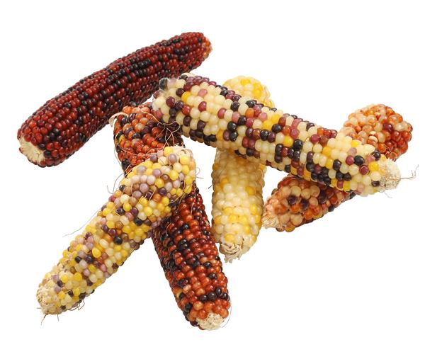 Dehner Lieblinge Nagersnack Mini-Popcorn für