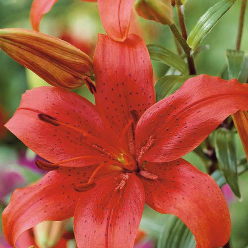 2 lys asiatic red